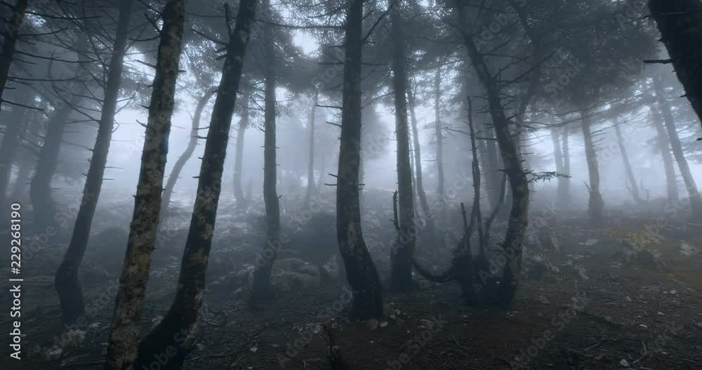 Scary mystical dark foggy autumn/winter forest in motion