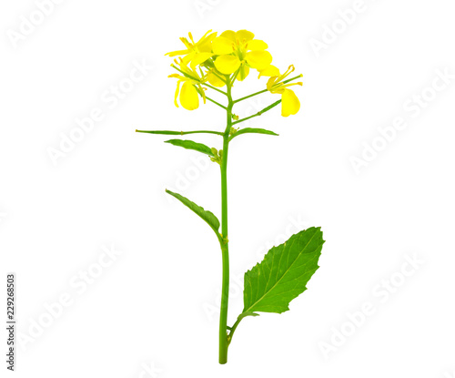Isolated Mustard Seed Flower Plant. No Shadow.