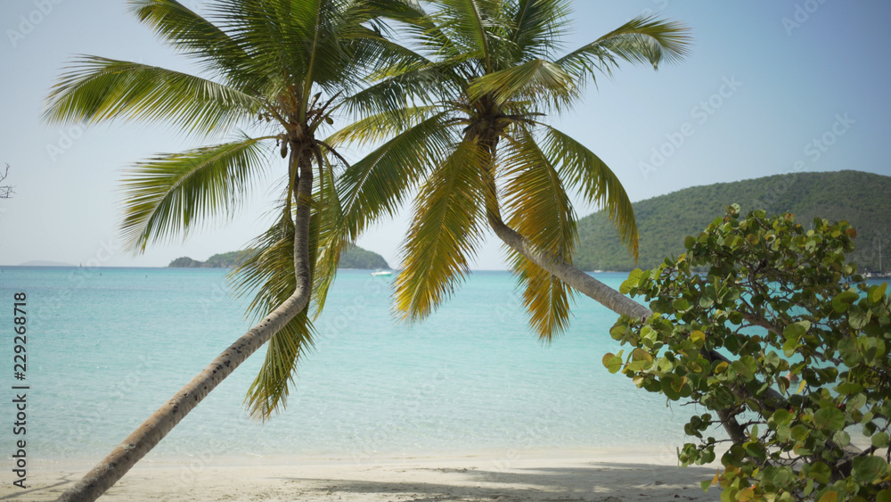 Background Plate of Large palm trees and plants providing shade for green screen