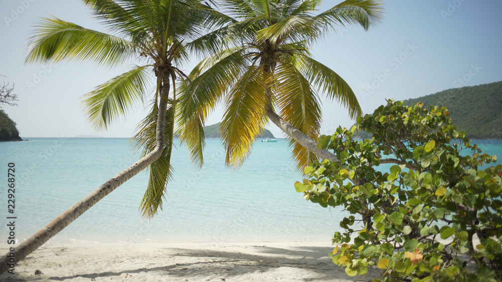 Obraz premium Background Plate of Palm trees and plants on the St John's beach