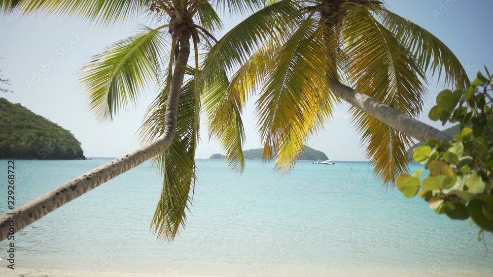 Fototapeta premium Background Plate of Two large palm trees covering the ocean view