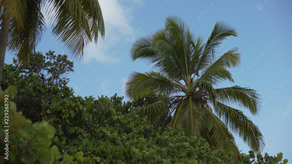 Background Plate of Large palm trees and tropical trees for green screen