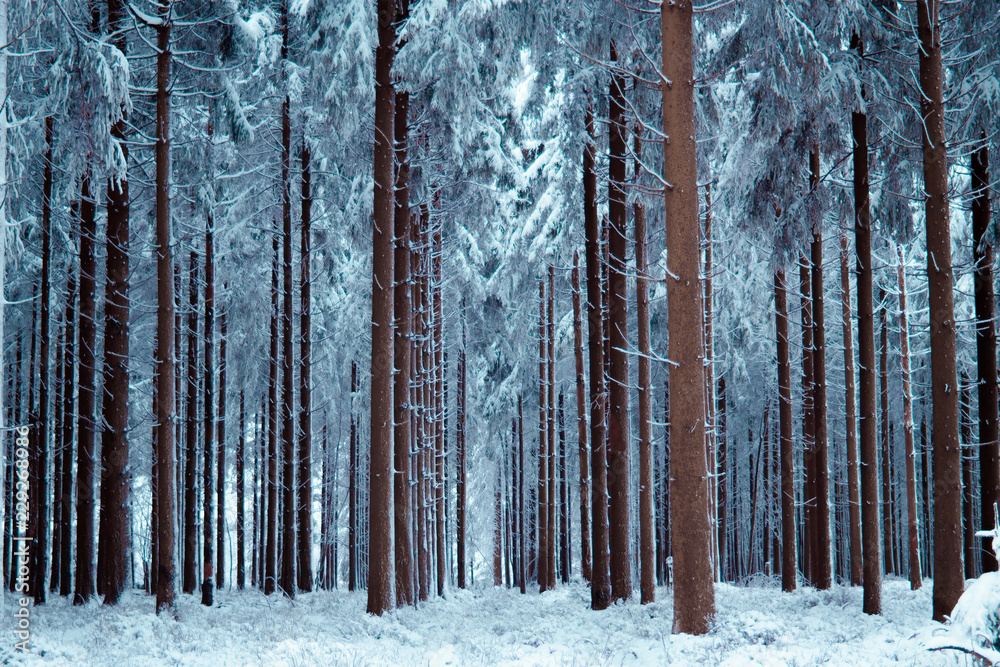 Fototapeta premium big snowy forest