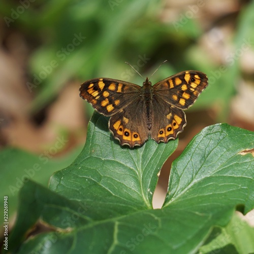great brown butterfly