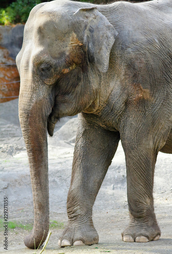 African Elephant #229271355