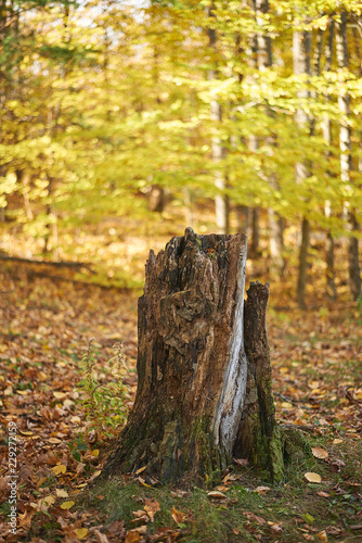 Fall in Barrie, Ontario