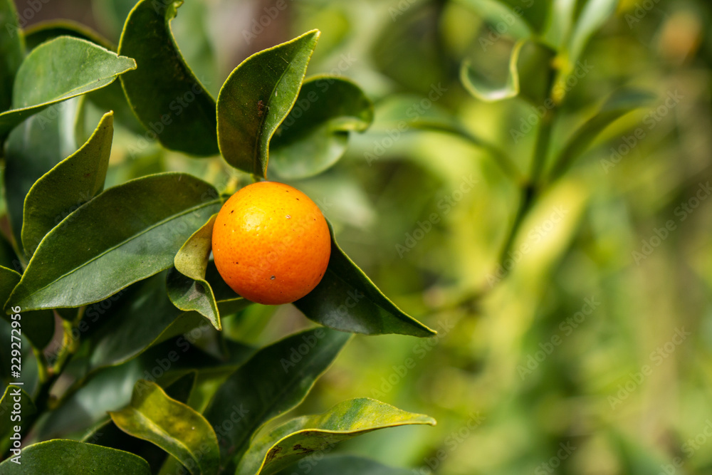 kinotos tree with a ripe orange fruit ready to be harvested