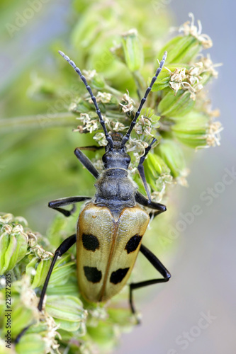 Longhorn beetle photo