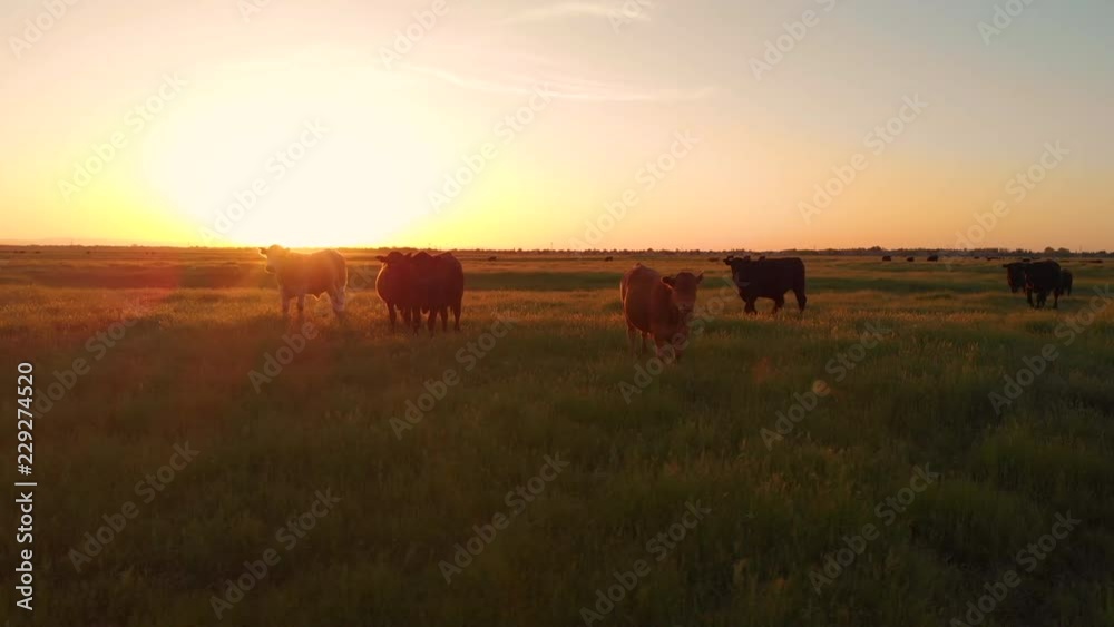 AERIAL, LENS FLARE: Flying close to cattle grazing in the vast pasture close to their ranch at picturesque summer sunrise. Cinematic view of a herd of cows scattered across the idyllic countryside. AERIAL, LENS FLARE: Flying close to cattle grazing in the vast pasture close to their ranch at picturesque summer sunrise. Cinematic view of a herd of cows scattered across the idyllic countryside.