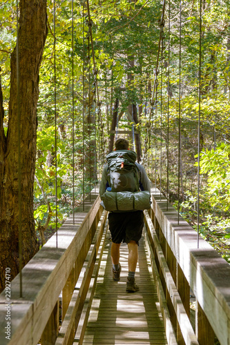 bridge in the forest