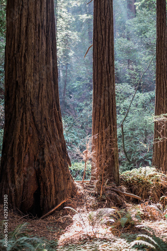 Muir Woods