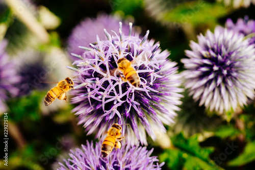 Three bees collecting pollen to make honey photo