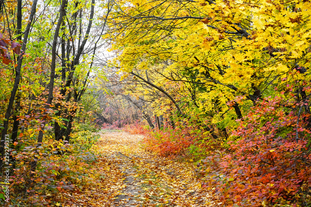 Colorful leaves of trees in the autumn forest, colors of leaf-fall. Autumnal forest landscape.