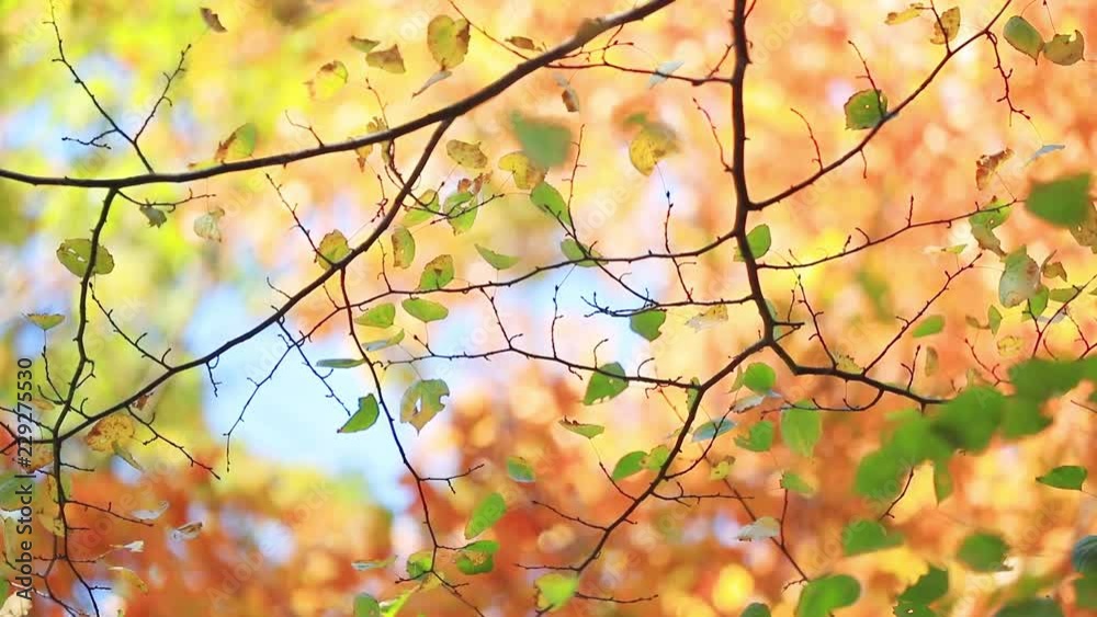 Closeup view at yellow and little red maple tree leaves. With bokeh