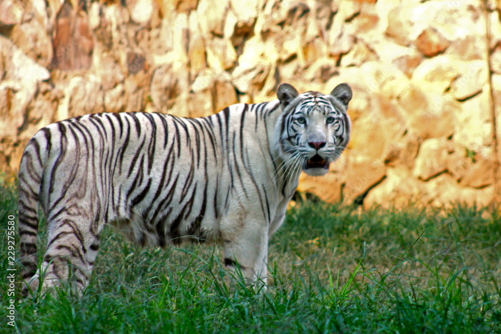 Fototapeta premium white tiger