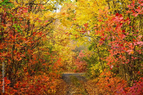 Colorful leaves of trees in the autumn forest  colors of leaf-fall. Autumnal forest landscape.