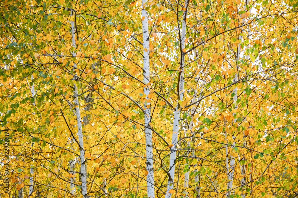 Yellow leaves of trees in birch grove, colors of leaf-fall. Autumnal forest landscape. Yellow leaves of trees in birch grove, colors of leaf-fall. Autumnal forest landscape.