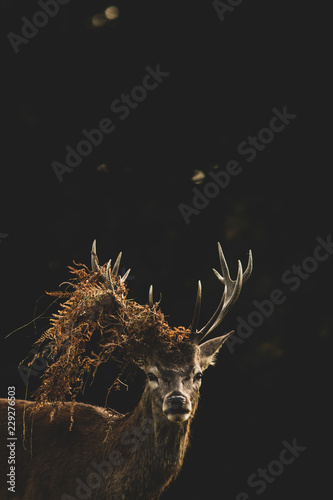 Red Deer (Cervus elaphus) portrait.