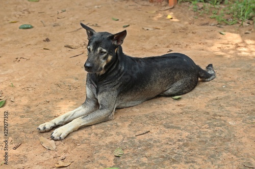 Dog, the black dog lies down on ground, it is pets that is tame.