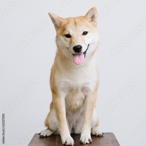 Portrait of Shiba Inu dog