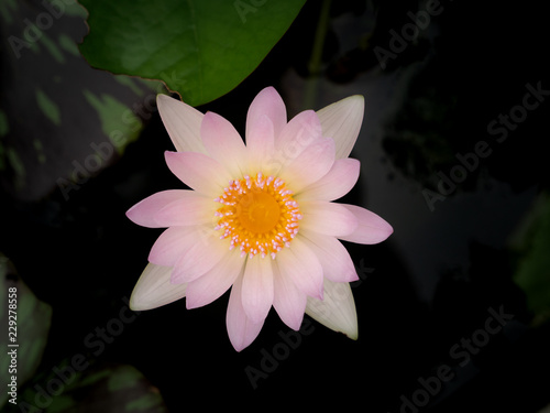 White Pink Lotus Blooming