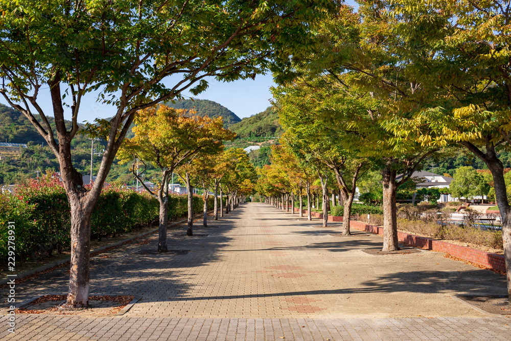 An avenue of zelkova trees in the park An avenue of zelkova trees in the park