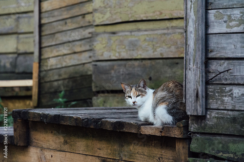Cat sits near wooden building and looks at the camera with a stern look