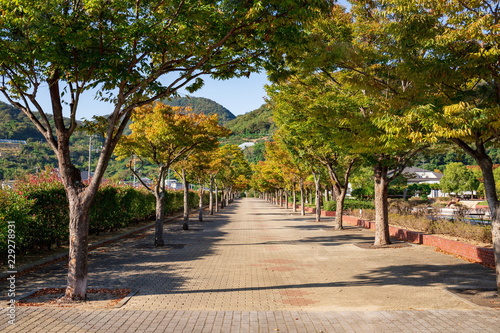 An avenue of zelkova trees in the park