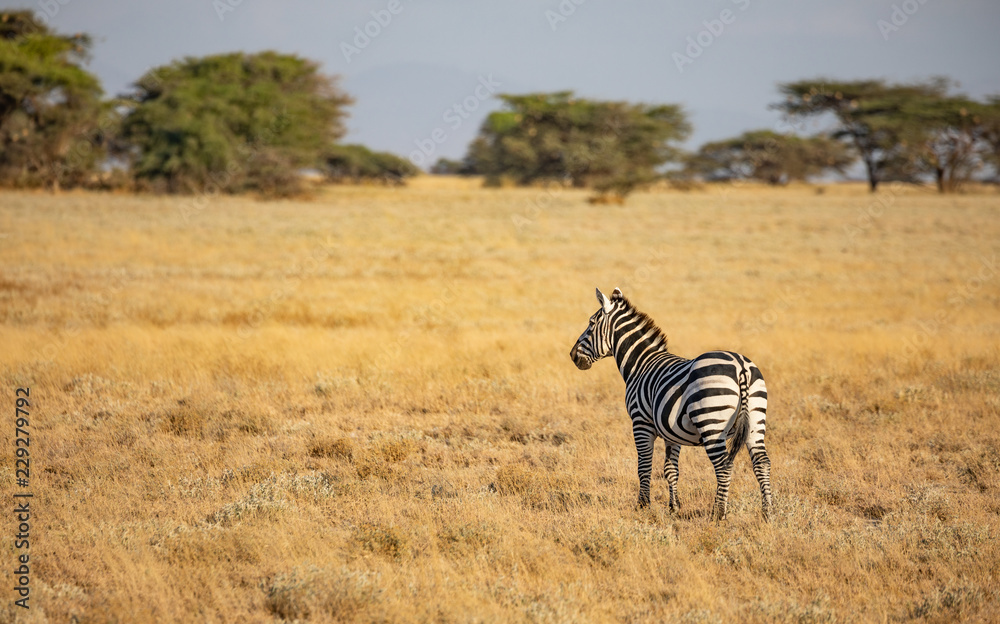 Obraz premium Single common zebra, Equus quagga, in African landscape with tall grass and trees in background