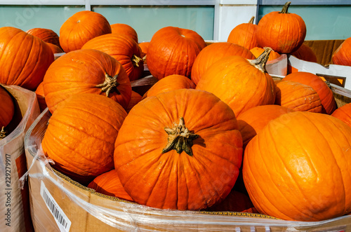 Close-up of autumn pumpkins photo