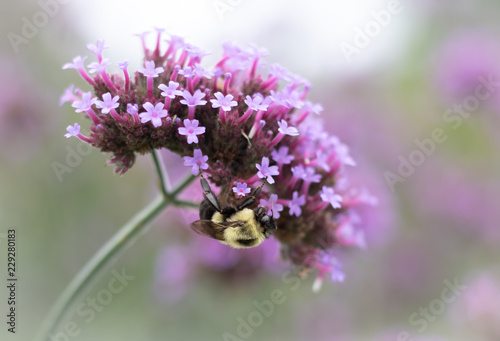 Bumble bee on purple flower