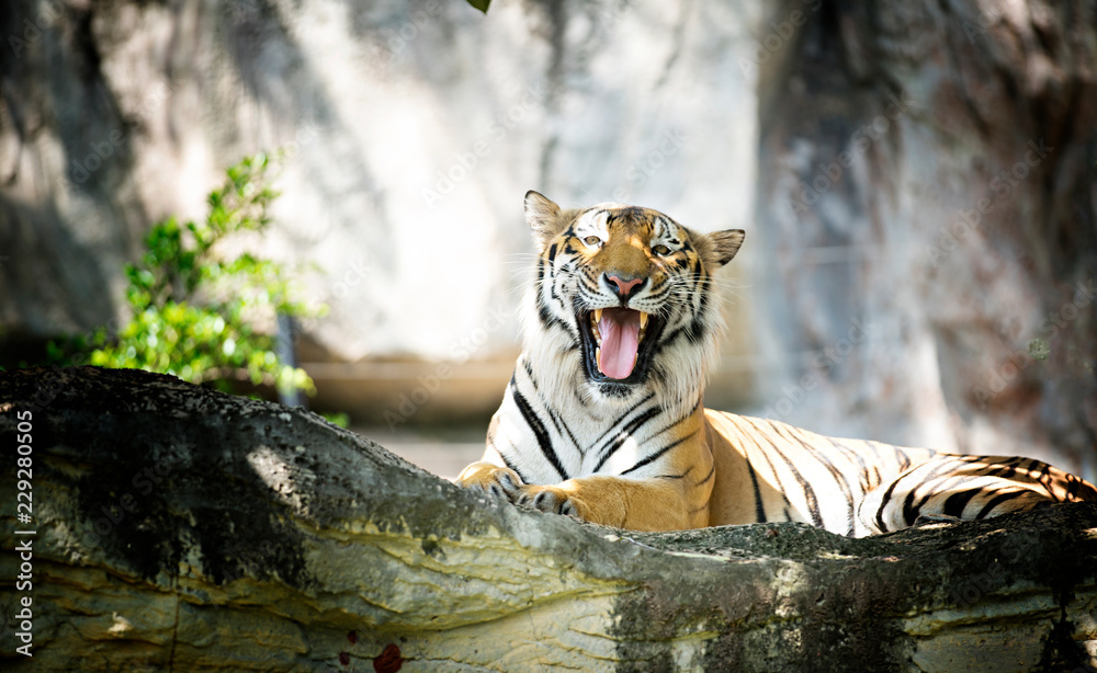 Naklejka premium Tygrys Bengalski w lesie