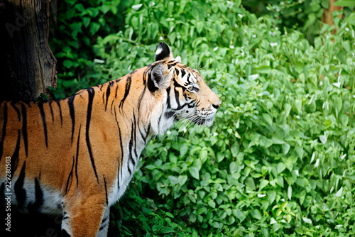 Fototapeta Naklejka Na Ścianę i Meble -  Bengal Tiger in forest