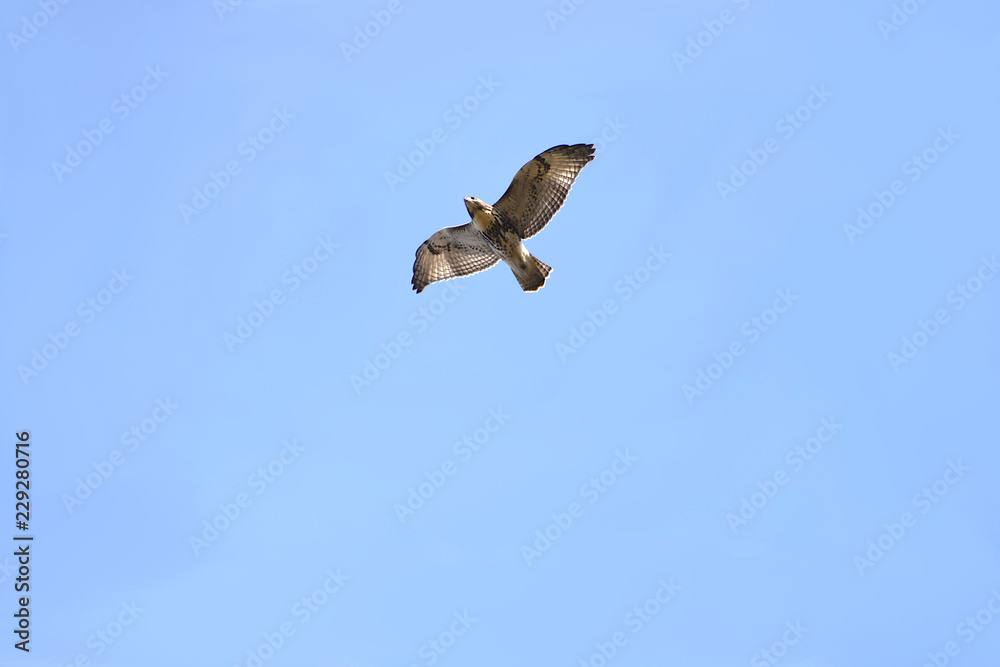 osprey in flight osprey in flight