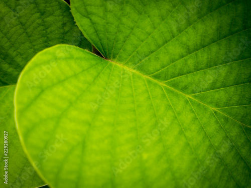 Pattern of The Elephant creeper Leaves