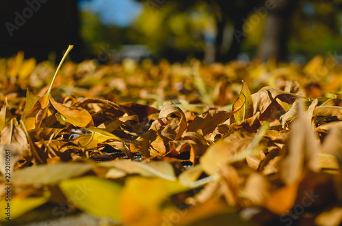 The detailed yellow crispy fallen leaves on the ground under the trees. 