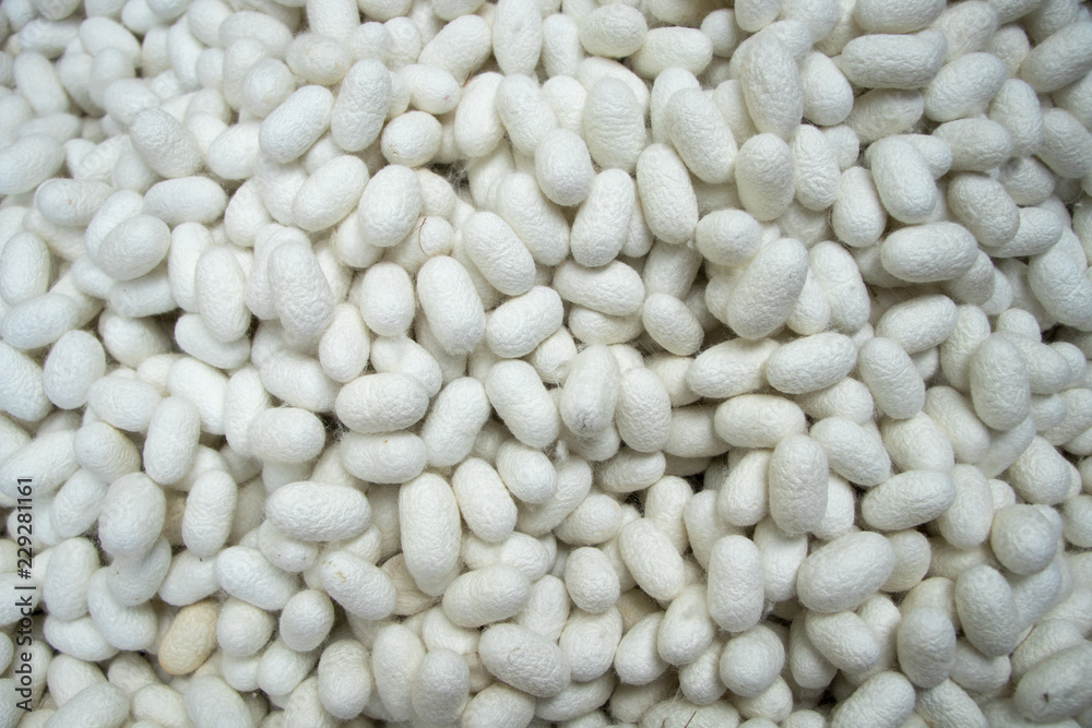 These are many silkworm (Bombyx Mori) cocoons. This is a natural source of silk before it's processed.Natural white  cocoon or silkworm nets for background, a source of silk thread and silk fabric