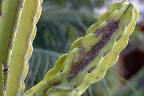 caterpillar on a leaf