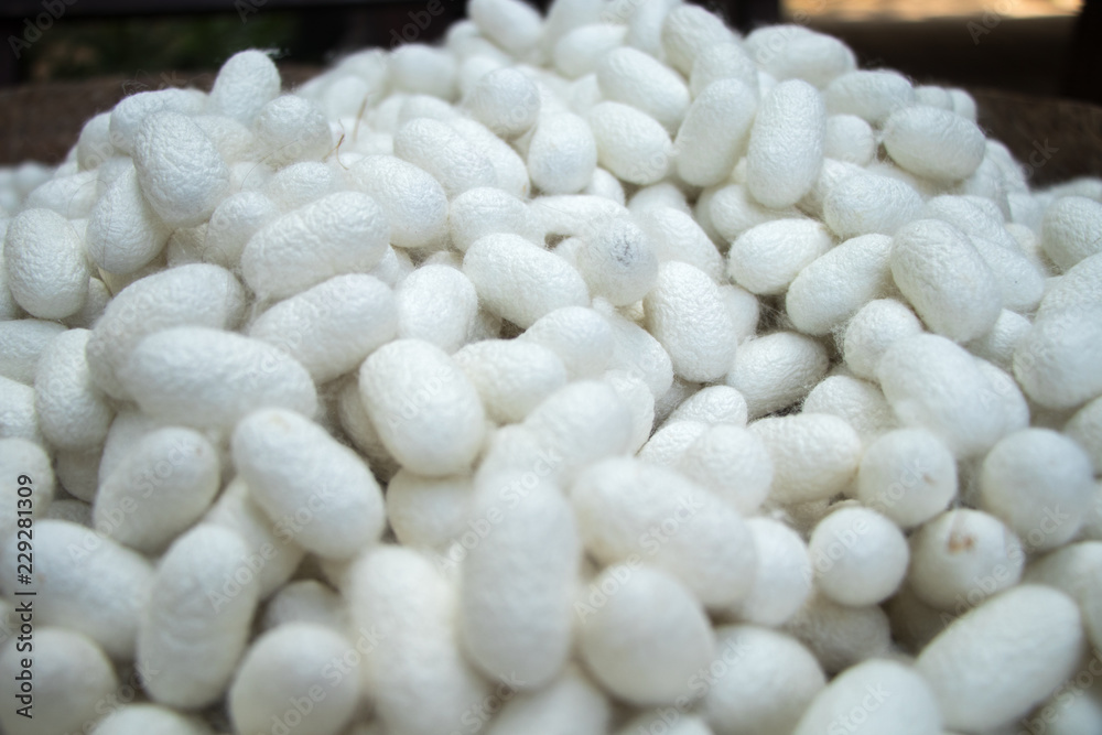 These are many silkworm (Bombyx Mori) cocoons. This is a natural source of silk before it's processed.Natural white cocoon or silkworm nets for background, a source of silk thread and silk fabric These are many silkworm (Bombyx Mori) cocoons. This is a natural source of silk before it's processed.Natural white cocoon or silkworm nets for background, a source of silk thread and silk fabric