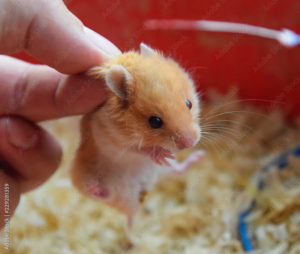 Hamster in hand. Hamster hold the scruff. Hamster held with fingers Hamster in hand. Hamster hold the scruff. Hamster held with fingers