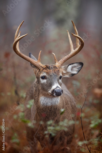 White-tailed Deer in the Forest photo