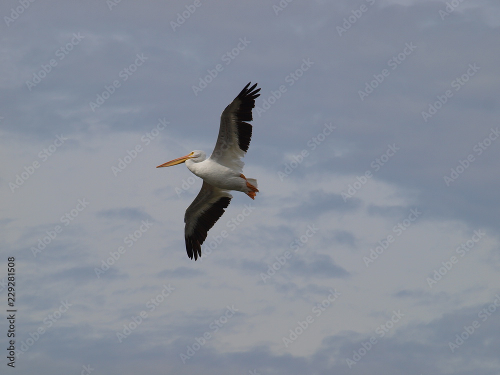Obraz premium American White Pelican in Flight Over Lake