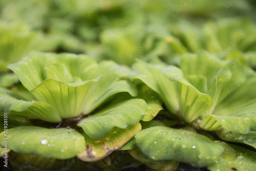 Pistia stratiotes or water lettuce/cabbage hyacinth with blurred natural background. Pistia stratiotes or water lettuce/cabbage hyacinth with blurred natural background.
