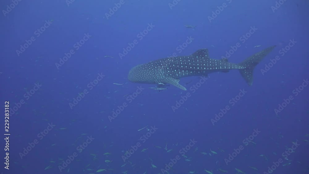 Whale shark (Rhincodon typus) is slowly swimming Whale shark (Rhincodon typus) is slowly swimming