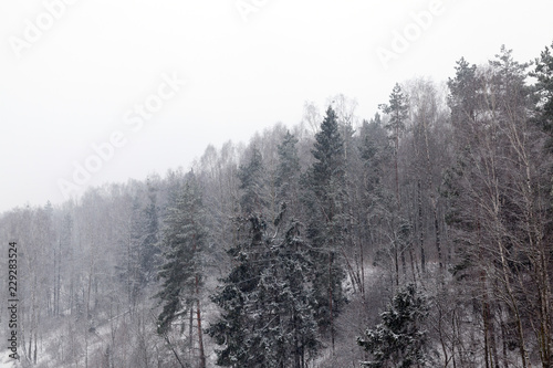 forest in winter © rsooll