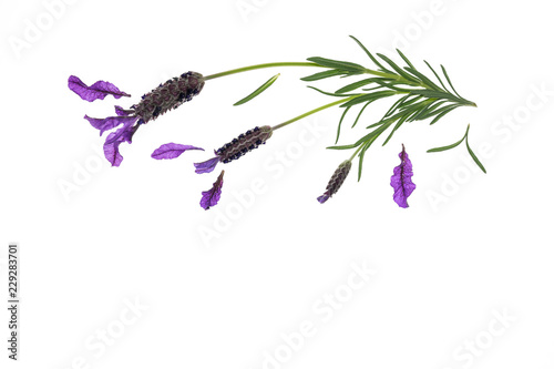 topped lavender flowers on white background with copy space below