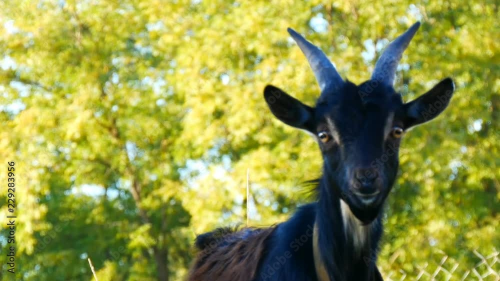 Funny black young goat grazes on the grass in a village Funny black young goat grazes on the grass in a village