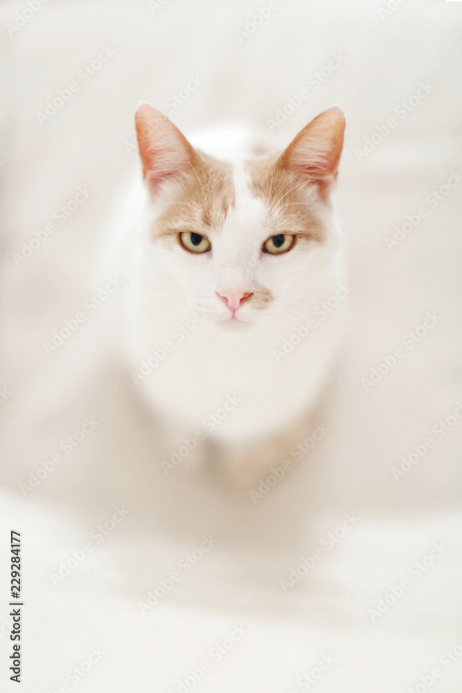 Grumpy cat looks up at the camera while sitting on armchair at home Grumpy cat looks up at the camera while sitting on armchair at home
