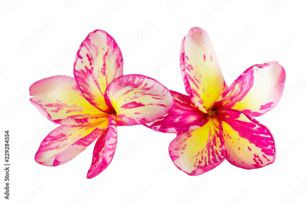 Isolated plumeria flower on the white background. Isolated plumeria flower on the white background.