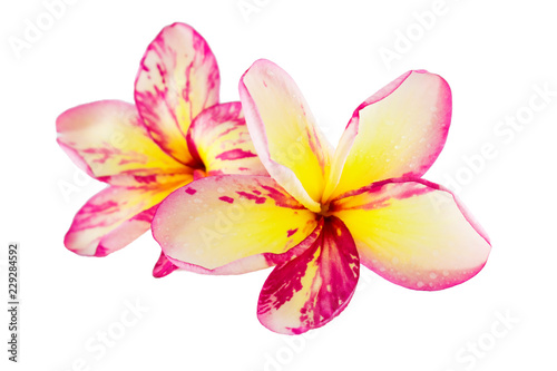 Isolated plumeria flower on the white background.